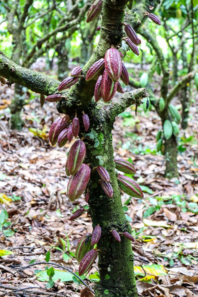  <div class='credito_fotos'>Foto: Pedro Guerreiro / Ag. Pará &nbsp;&nbsp;|&nbsp;&nbsp; <a href='/midias/2024/originais/18609_8326f273-044c-c7a1-18ee-f914eac4c031.jpg' download><i class='fa-solid fa-download'></i> Download</a></div>