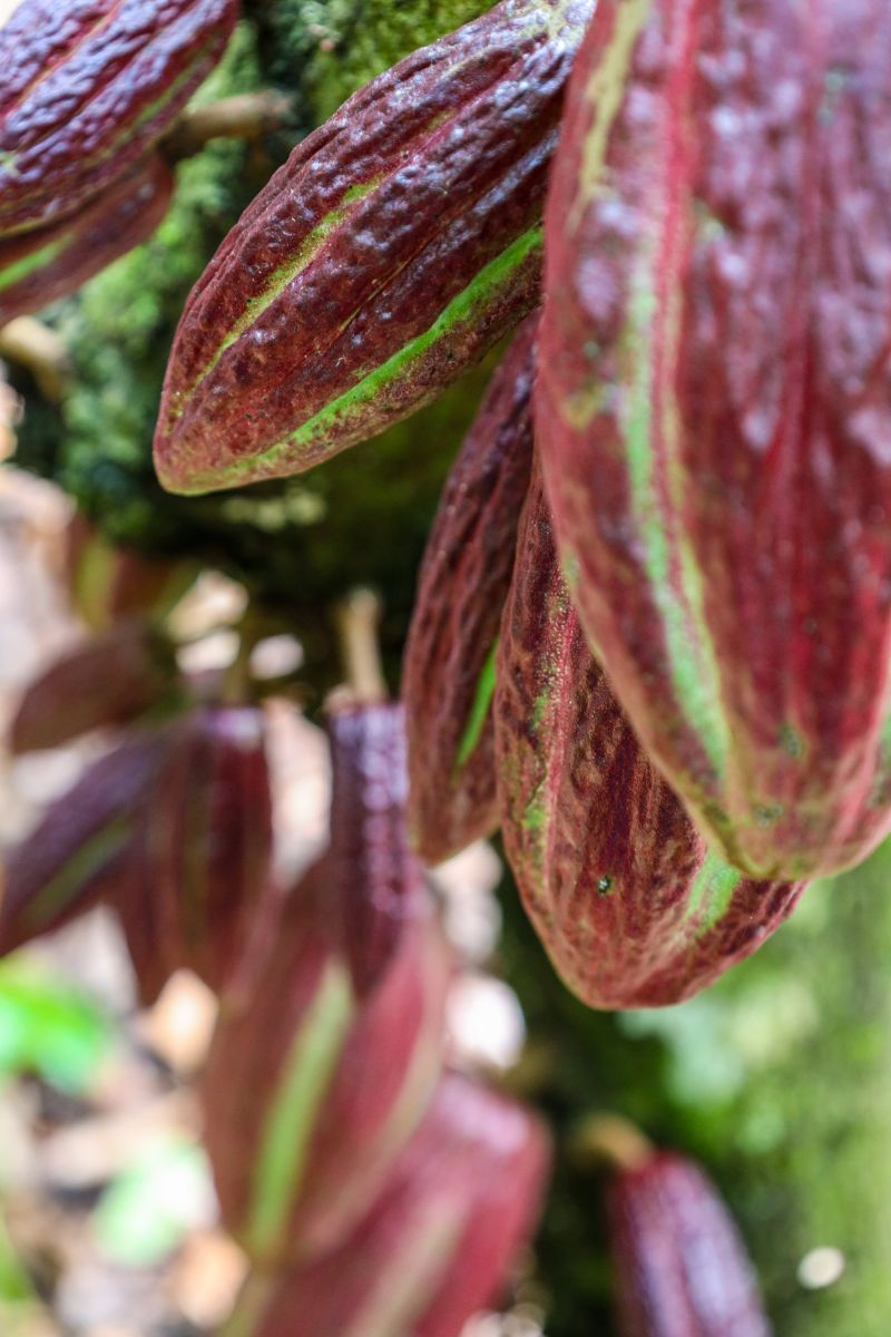  <div class='credito_fotos'>Foto: Pedro Guerreiro / Ag. Pará &nbsp;&nbsp;|&nbsp;&nbsp; <a href='/midias/2024/originais/18609_89c2054f-33ba-e34b-b3cb-59cd77d6fb67.jpg' download><i class='fa-solid fa-download'></i> Download</a></div>