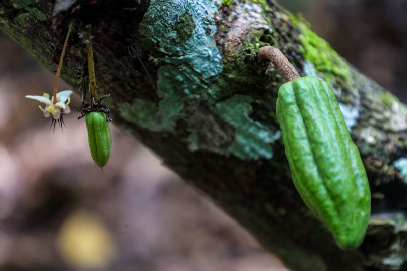  <div class='credito_fotos'>Foto: Pedro Guerreiro / Ag. Pará &nbsp;&nbsp;|&nbsp;&nbsp; <a href='/midias/2024/originais/18609_8a57a226-481c-d2f9-c287-7c413f8ef6e2.jpg' download><i class='fa-solid fa-download'></i> Download</a></div>