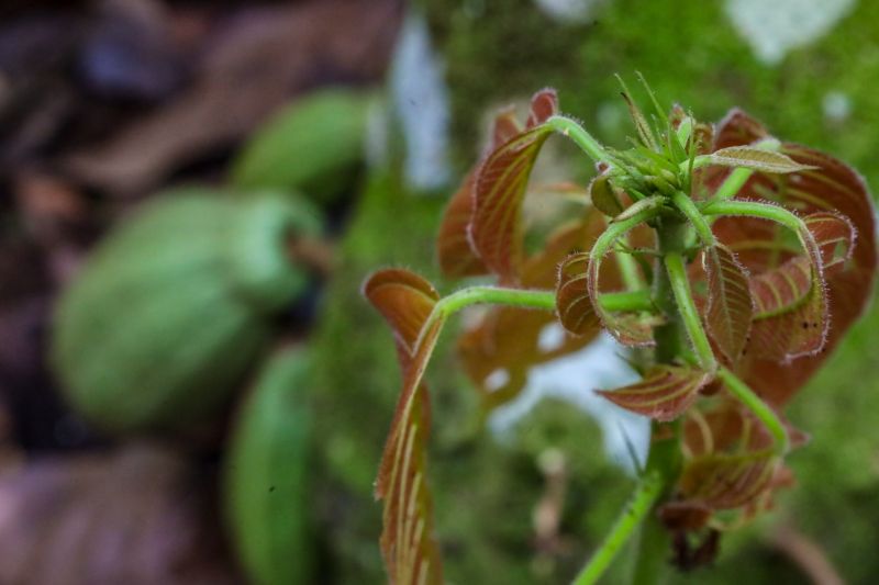  <div class='credito_fotos'>Foto: Pedro Guerreiro / Ag. Pará &nbsp;&nbsp;|&nbsp;&nbsp; <a href='/midias/2024/originais/18609_905452eb-2d02-4099-9c73-f861a2b753cd.jpg' download><i class='fa-solid fa-download'></i> Download</a></div>