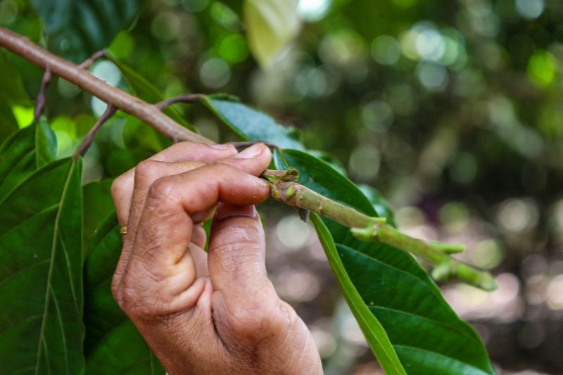  <div class='credito_fotos'>Foto: Pedro Guerreiro / Ag. Pará &nbsp;&nbsp;|&nbsp;&nbsp; <a href='/midias/2024/originais/18609_930a9c36-f293-7d11-afcd-d3be62f437fa.jpg' download><i class='fa-solid fa-download'></i> Download</a></div>