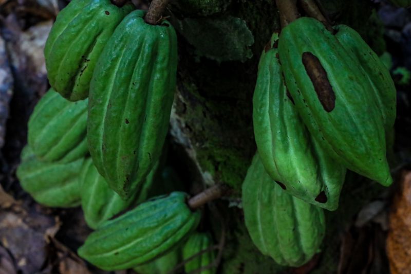  <div class='credito_fotos'>Foto: Pedro Guerreiro / Ag. Pará &nbsp;&nbsp;|&nbsp;&nbsp; <a href='/midias/2024/originais/18609_a72c57d8-643d-f3e1-dbaa-2f0ec240729d.jpg' download><i class='fa-solid fa-download'></i> Download</a></div>