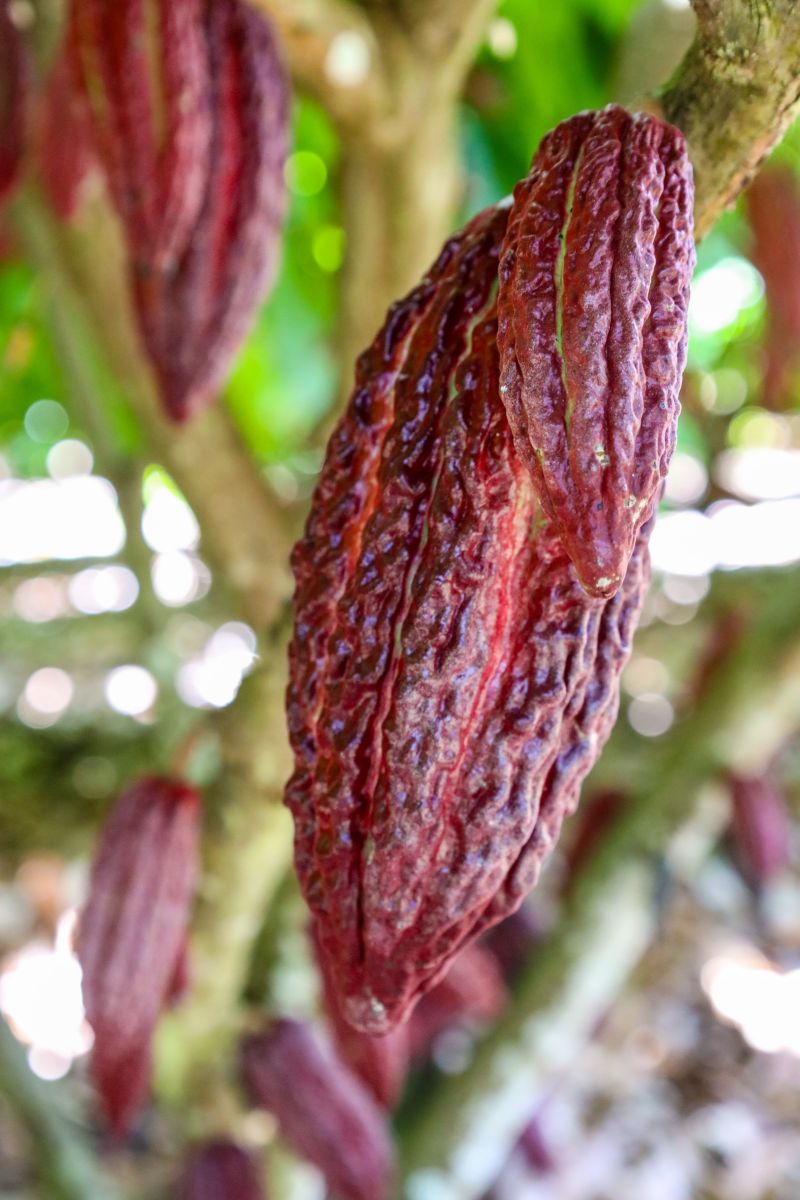  <div class='credito_fotos'>Foto: Pedro Guerreiro / Ag. Pará &nbsp;&nbsp;|&nbsp;&nbsp; <a href='/midias/2024/originais/18609_ae175279-b914-74e3-4d89-9b4d7bd363ad.jpg' download><i class='fa-solid fa-download'></i> Download</a></div>