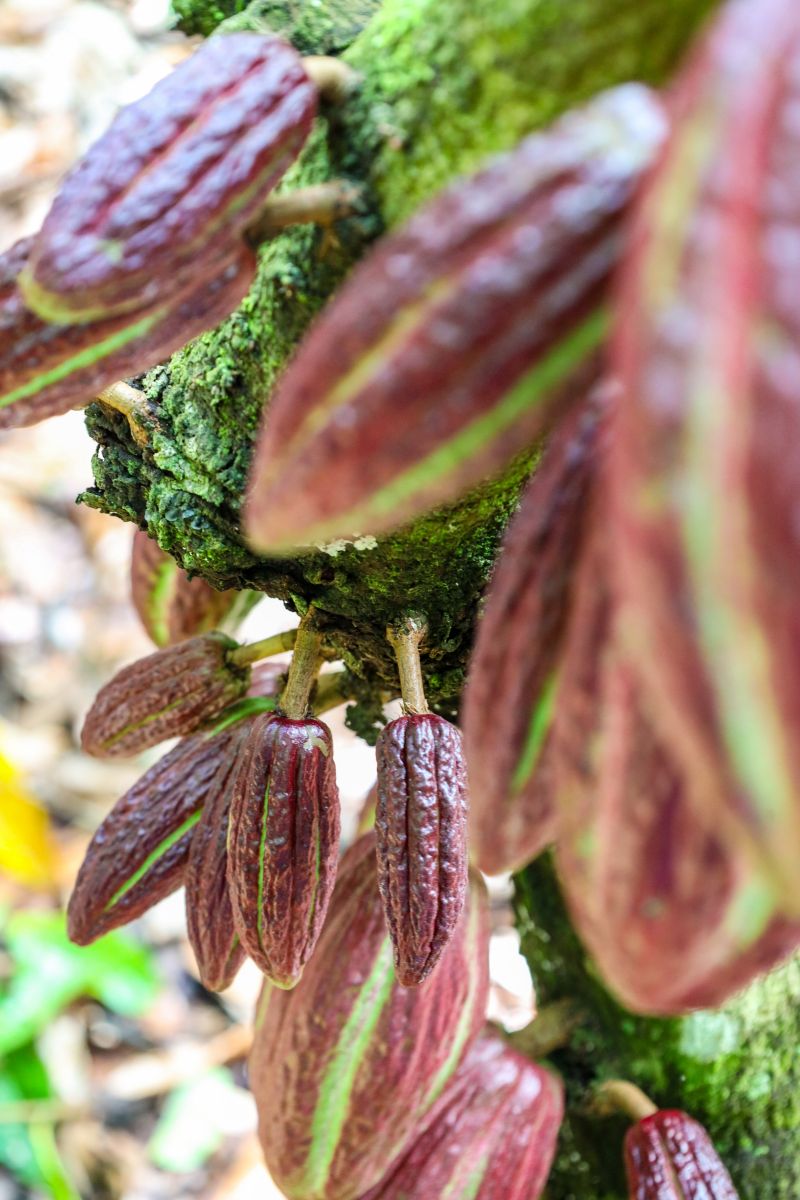  <div class='credito_fotos'>Foto: Pedro Guerreiro / Ag. Pará &nbsp;&nbsp;|&nbsp;&nbsp; <a href='/midias/2024/originais/18609_b1a4cd13-b4f2-ae7e-0b8d-f625a5f3ae9e.jpg' download><i class='fa-solid fa-download'></i> Download</a></div>