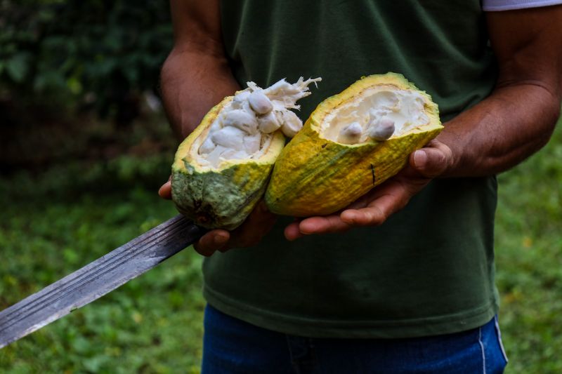  <div class='credito_fotos'>Foto: Pedro Guerreiro / Ag. Pará &nbsp;&nbsp;|&nbsp;&nbsp; <a href='/midias/2024/originais/18609_b39c2549-f908-a5fe-f1a7-173e325b39fd.jpg' download><i class='fa-solid fa-download'></i> Download</a></div>