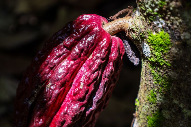  <div class='credito_fotos'>Foto: Pedro Guerreiro / Ag. Pará &nbsp;&nbsp;|&nbsp;&nbsp; <a href='/midias/2024/originais/18609_b9012595-1418-6e4b-ad2c-7adc8b6c7473.jpg' download><i class='fa-solid fa-download'></i> Download</a></div>