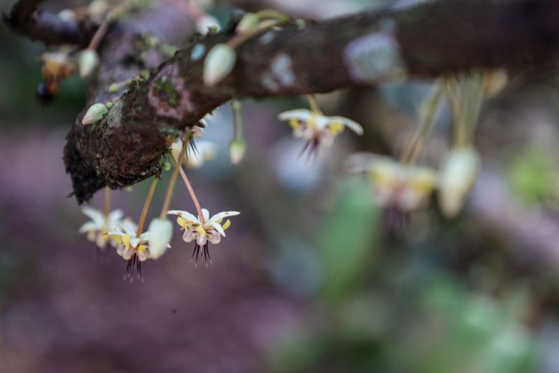  <div class='credito_fotos'>Foto: Pedro Guerreiro / Ag. Pará &nbsp;&nbsp;|&nbsp;&nbsp; <a href='/midias/2024/originais/18609_b9151cf0-8835-1835-3862-8a99e88bc4f7.jpg' download><i class='fa-solid fa-download'></i> Download</a></div>