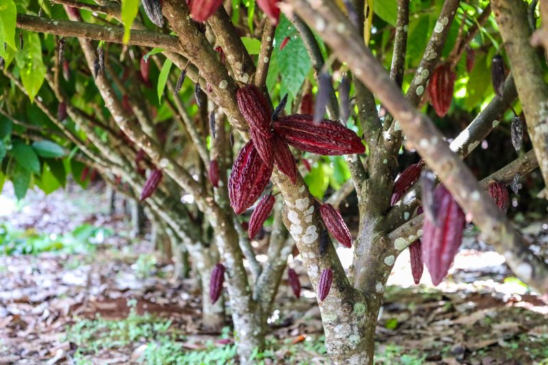  <div class='credito_fotos'>Foto: Pedro Guerreiro / Ag. Pará &nbsp;&nbsp;|&nbsp;&nbsp; <a href='/midias/2024/originais/18609_bc338692-1d05-63f1-8e3b-4c7bef517902.jpg' download><i class='fa-solid fa-download'></i> Download</a></div>