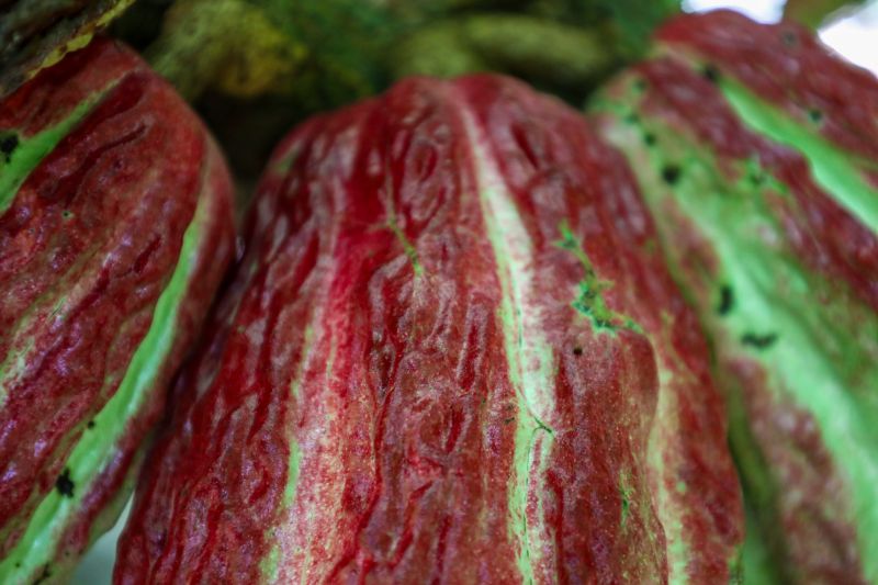  <div class='credito_fotos'>Foto: Pedro Guerreiro / Ag. Pará &nbsp;&nbsp;|&nbsp;&nbsp; <a href='/midias/2024/originais/18609_c9209a8a-376a-4457-400f-2d9153f05e20.jpg' download><i class='fa-solid fa-download'></i> Download</a></div>