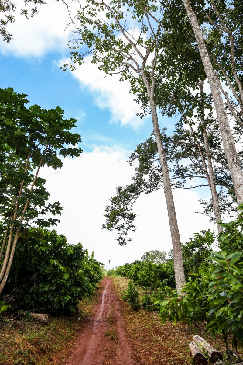  <div class='credito_fotos'>Foto: Pedro Guerreiro / Ag. Pará &nbsp;&nbsp;|&nbsp;&nbsp; <a href='/midias/2024/originais/18609_f541fae7-4e09-5d3b-d17a-763031488fe9.jpg' download><i class='fa-solid fa-download'></i> Download</a></div>