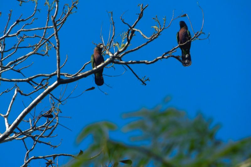  <div class='credito_fotos'>Foto: Ascom Ideflor-Bio &nbsp;&nbsp;|&nbsp;&nbsp; <a href='/midias/2024/originais/18631_be685abf-b5b1-881e-557f-00517a85483a.jpg' download><i class='fa-solid fa-download'></i> Download</a></div>