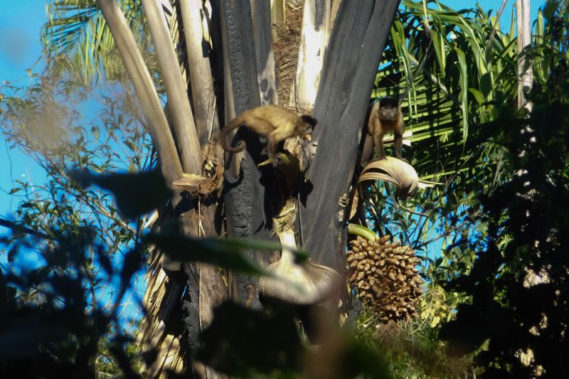  <div class='credito_fotos'>Foto: Ascom Ideflor-Bio &nbsp;&nbsp;|&nbsp;&nbsp; <a href='/midias/2024/originais/18631_eb2d01ed-4d86-5c43-e9df-8e2abe6d3741.jpg' download><i class='fa-solid fa-download'></i> Download</a></div>