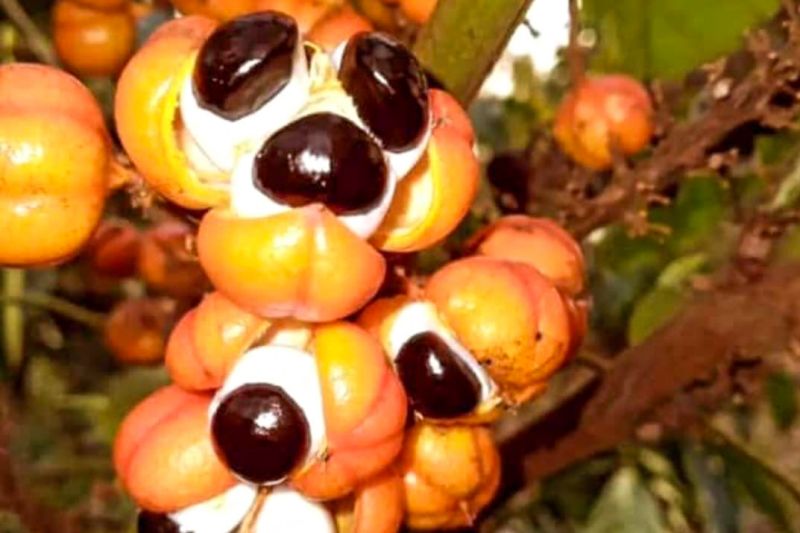 produtos de Indicação Geográfica
Amêndoa de cacau de Tomé-Açu;
Farinha de Bragança;
Queijo do Marajó;
Waraná e o bastão de Waraná (guaraná) da Terra Indígena Andirá-Marau.

Legenda da foto da reunião:
Secretário da Sedap, Giovanni Queiroz, coordenadora do Fórum de IG e MC do Pará, Márcia Tagore, e Nazareno Alves, empresário e presidente da Amaçaí <div class='credito_fotos'>Foto: ASCOM / SEDAP &nbsp;&nbsp;|&nbsp;&nbsp; <a href='/midias/2024/originais/18713_1b0e5c8a-e9a5-8286-1938-1754b17cdb57.jpg' download><i class='fa-solid fa-download'></i> Download</a></div>