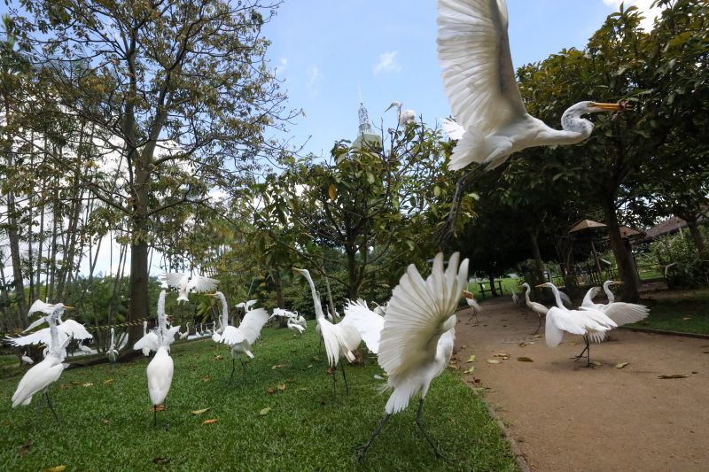  <div class='credito_fotos'>Foto: Pedro Guerreiro / Ag. Pará &nbsp;&nbsp;|&nbsp;&nbsp; <a href='/midias/2024/originais/18874_318a3f90-d347-d8a0-5e6c-5e9e5c89498e.jpg' download><i class='fa-solid fa-download'></i> Download</a></div>