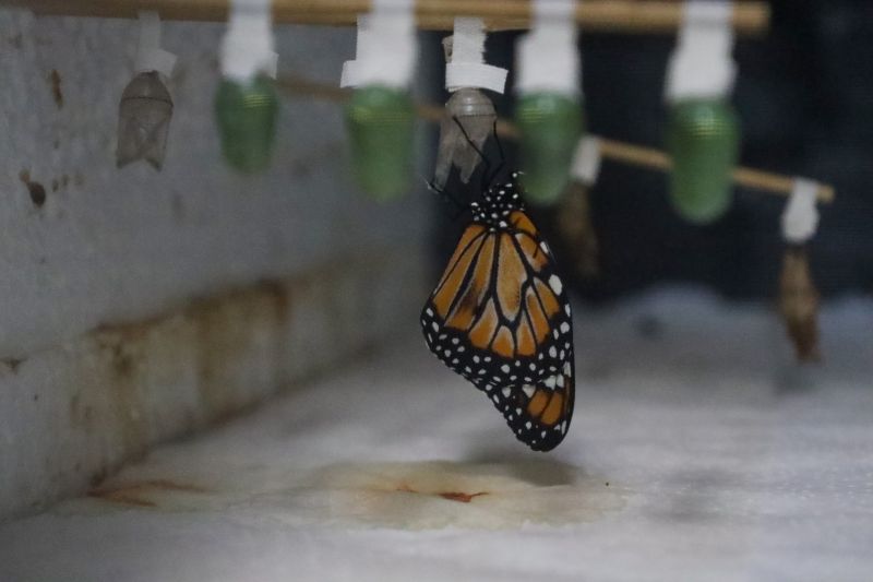  <div class='credito_fotos'>Foto: Pedro Guerreiro / Ag. Pará &nbsp;&nbsp;|&nbsp;&nbsp; <a href='/midias/2024/originais/18874_3d19170b-2a1a-7e9f-085e-2e1af4530d0f.jpg' download><i class='fa-solid fa-download'></i> Download</a></div>