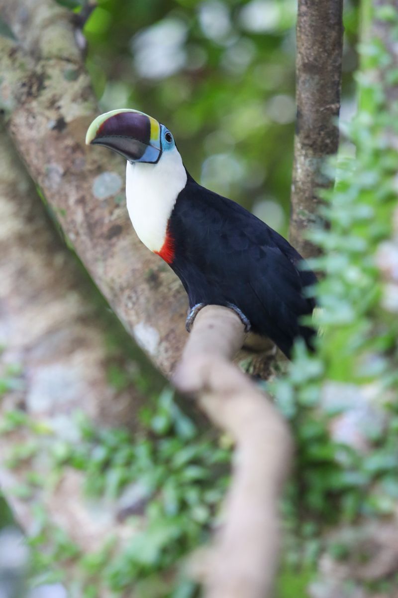  <div class='credito_fotos'>Foto: Pedro Guerreiro / Ag. Pará &nbsp;&nbsp;|&nbsp;&nbsp; <a href='/midias/2024/originais/18874_708a4c5e-9f15-3899-14bd-b26f9dd649d6.jpg' download><i class='fa-solid fa-download'></i> Download</a></div>