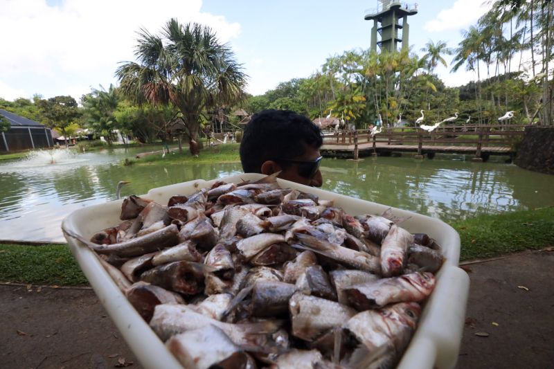  <div class='credito_fotos'>Foto: Pedro Guerreiro / Ag. Pará &nbsp;&nbsp;|&nbsp;&nbsp; <a href='/midias/2024/originais/18874_909c07ba-dac7-6925-8d8d-01717a50ec63.jpg' download><i class='fa-solid fa-download'></i> Download</a></div>