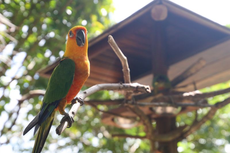  <div class='credito_fotos'>Foto: Pedro Guerreiro / Ag. Pará &nbsp;&nbsp;|&nbsp;&nbsp; <a href='/midias/2024/originais/18874_b11a2ca5-e50b-6098-050b-270bb58fffe4.jpg' download><i class='fa-solid fa-download'></i> Download</a></div>