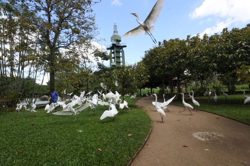  <div class='credito_fotos'>Foto: Pedro Guerreiro / Ag. Pará &nbsp;&nbsp;|&nbsp;&nbsp; <a href='/midias/2024/originais/18874_cedebf33-187a-5fb0-d4d4-942a7603ec20.jpg' download><i class='fa-solid fa-download'></i> Download</a></div>