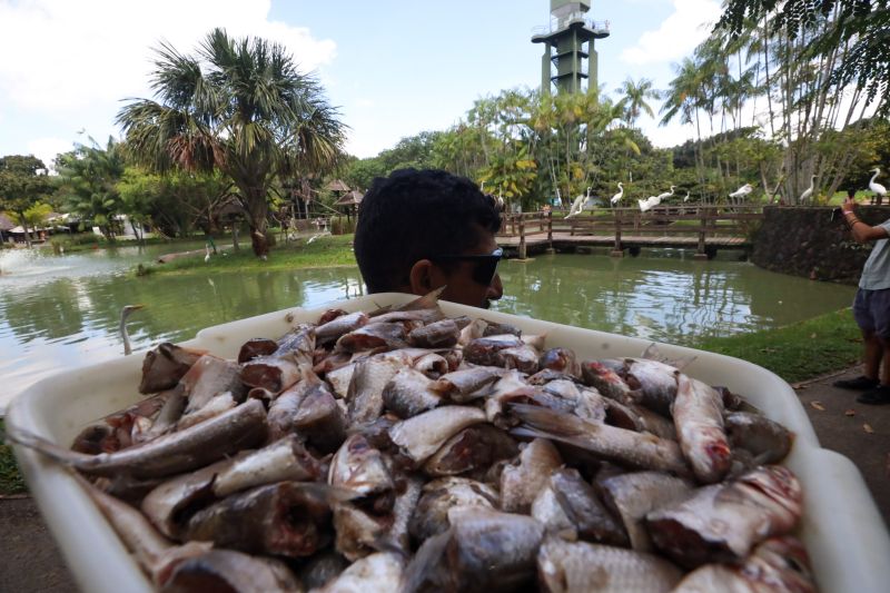  <div class='credito_fotos'>Foto: Pedro Guerreiro / Ag. Pará &nbsp;&nbsp;|&nbsp;&nbsp; <a href='/midias/2024/originais/18874_ed5c56ad-0b48-0f51-2a74-c5156141f237.jpg' download><i class='fa-solid fa-download'></i> Download</a></div>