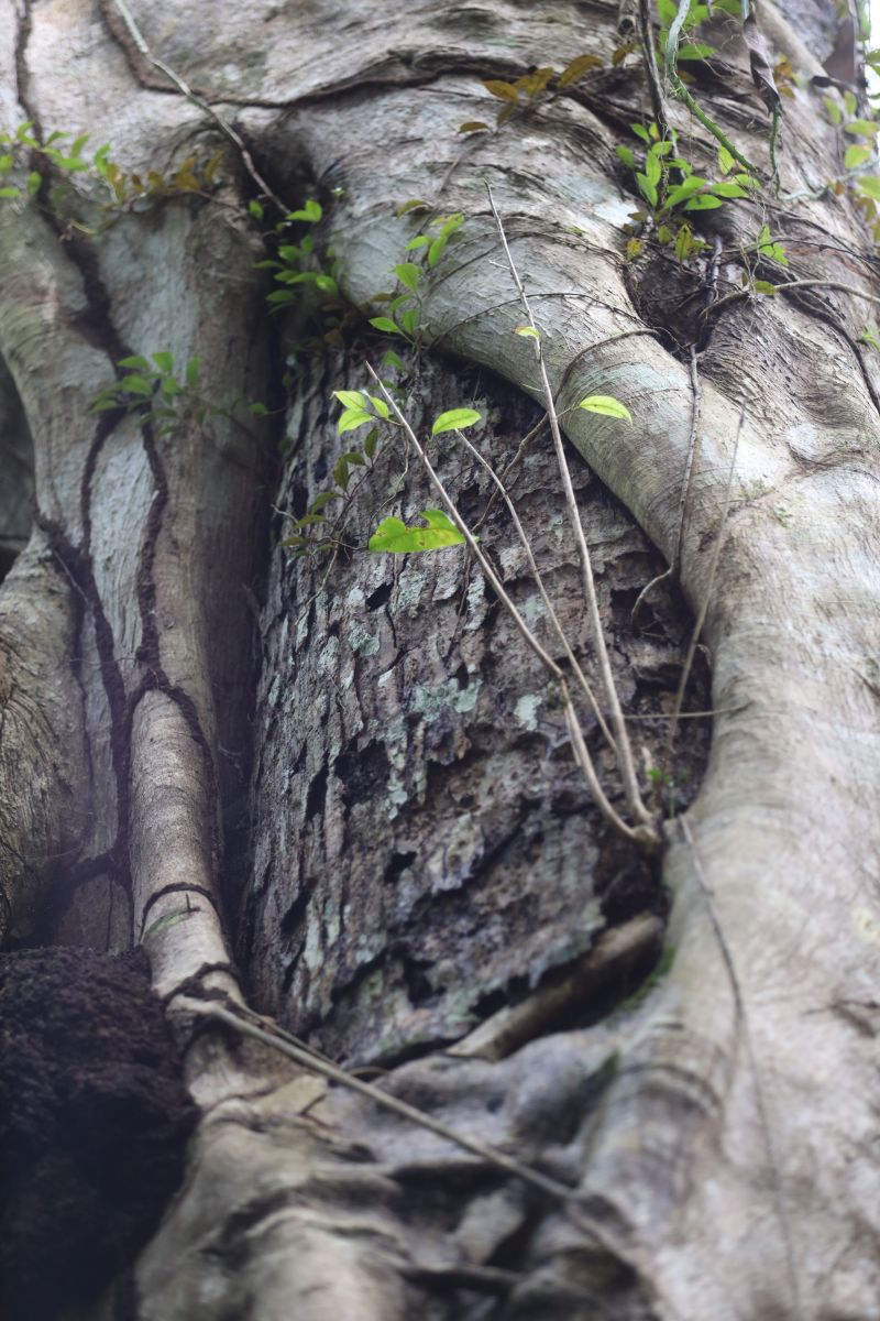  <div class='credito_fotos'>Foto: Pedro Guerreiro / Ag. Pará &nbsp;&nbsp;|&nbsp;&nbsp; <a href='/midias/2024/originais/18890_10771ea4-f997-b530-e2c2-5fb8bbb438a5.jpg' download><i class='fa-solid fa-download'></i> Download</a></div>