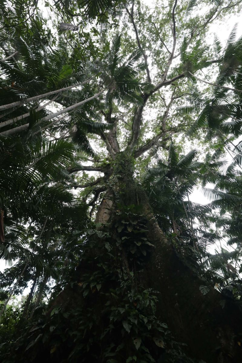  <div class='credito_fotos'>Foto: Pedro Guerreiro / Ag. Pará &nbsp;&nbsp;|&nbsp;&nbsp; <a href='/midias/2024/originais/18890_48a1663e-205f-b7d3-5f39-2d6f40b08eba.jpg' download><i class='fa-solid fa-download'></i> Download</a></div>