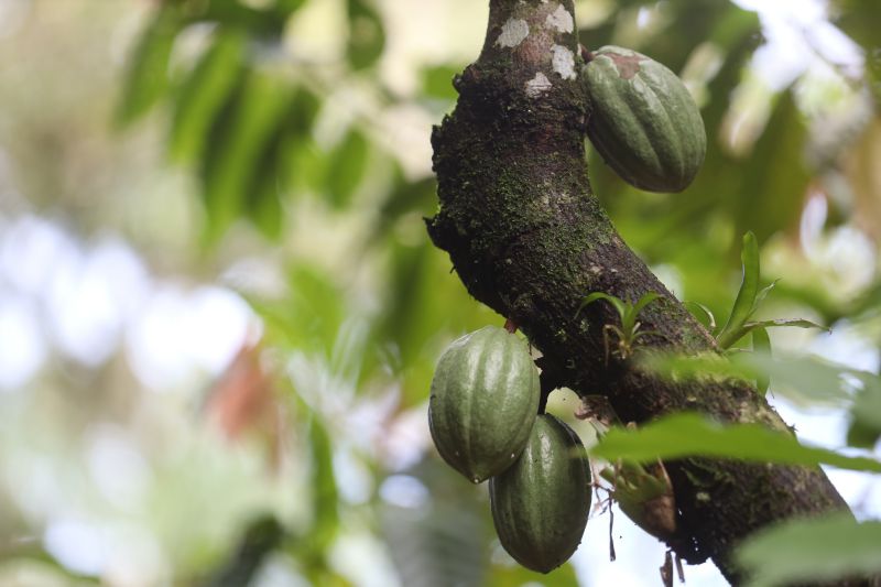  <div class='credito_fotos'>Foto: Pedro Guerreiro / Ag. Pará &nbsp;&nbsp;|&nbsp;&nbsp; <a href='/midias/2024/originais/18890_abd10aa1-4264-0401-b397-bb30dbd24514.jpg' download><i class='fa-solid fa-download'></i> Download</a></div>