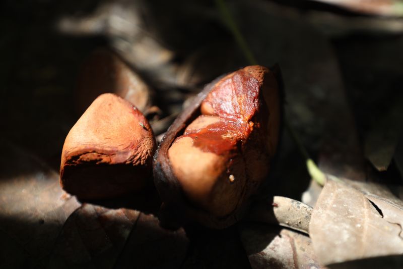  <div class='credito_fotos'>Foto: Pedro Guerreiro / Ag. Pará &nbsp;&nbsp;|&nbsp;&nbsp; <a href='/midias/2024/originais/18890_deae1cdf-0de2-33f6-90c0-96ec4be245ea.jpg' download><i class='fa-solid fa-download'></i> Download</a></div>