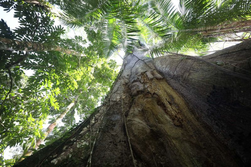  <div class='credito_fotos'>Foto: Pedro Guerreiro / Ag. Pará &nbsp;&nbsp;|&nbsp;&nbsp; <a href='/midias/2024/originais/18890_e3a498e7-4073-b265-0400-4733aba3ce4a.jpg' download><i class='fa-solid fa-download'></i> Download</a></div>