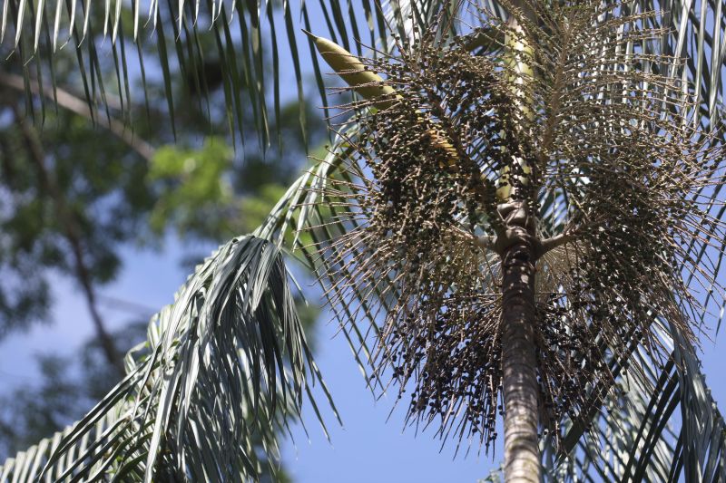  <div class='credito_fotos'>Foto: Pedro Guerreiro / Ag. Pará &nbsp;&nbsp;|&nbsp;&nbsp; <a href='/midias/2024/originais/18890_f904f104-9327-70d7-4b77-f3da6f8c2082.jpg' download><i class='fa-solid fa-download'></i> Download</a></div>