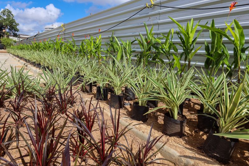  <div class='credito_fotos'>Foto: Bruno Cecim / Ag.Pará &nbsp;&nbsp;|&nbsp;&nbsp; <a href='/midias/2024/originais/19978_841cdcca-731b-6373-5c92-077f2e897dd6.jpg' download><i class='fa-solid fa-download'></i> Download</a></div>