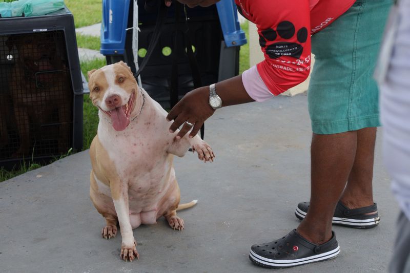  <div class='credito_fotos'>Foto: Pedro Guerreiro / Ag. Pará &nbsp;&nbsp;|&nbsp;&nbsp; <a href='/midias/2024/originais/20023_b1534007-f5c0-05d4-cca8-0eec21224bae.jpg' download><i class='fa-solid fa-download'></i> Download</a></div>
