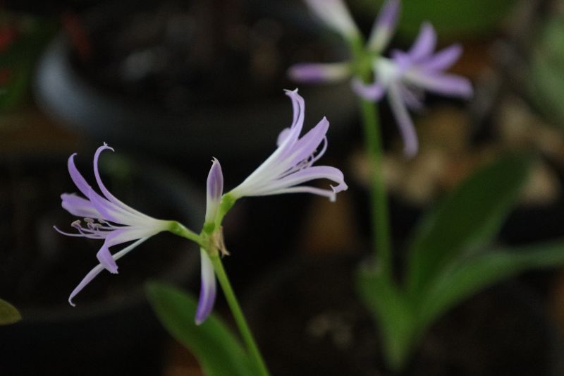  <div class='credito_fotos'>Foto: Pedro Guerreiro / Ag. Pará &nbsp;&nbsp;|&nbsp;&nbsp; <a href='/midias/2024/originais/20023_e70e95c1-7980-1696-f746-0420baa5a03d.jpg' download><i class='fa-solid fa-download'></i> Download</a></div>