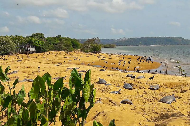  <div class='credito_fotos'>Foto: Agência Pará &nbsp;&nbsp;|&nbsp;&nbsp; <a href='/midias/2024/originais/20029_28b1b0ad-7133-a5ef-183c-3c11fc463e62.jpg' download><i class='fa-solid fa-download'></i> Download</a></div>