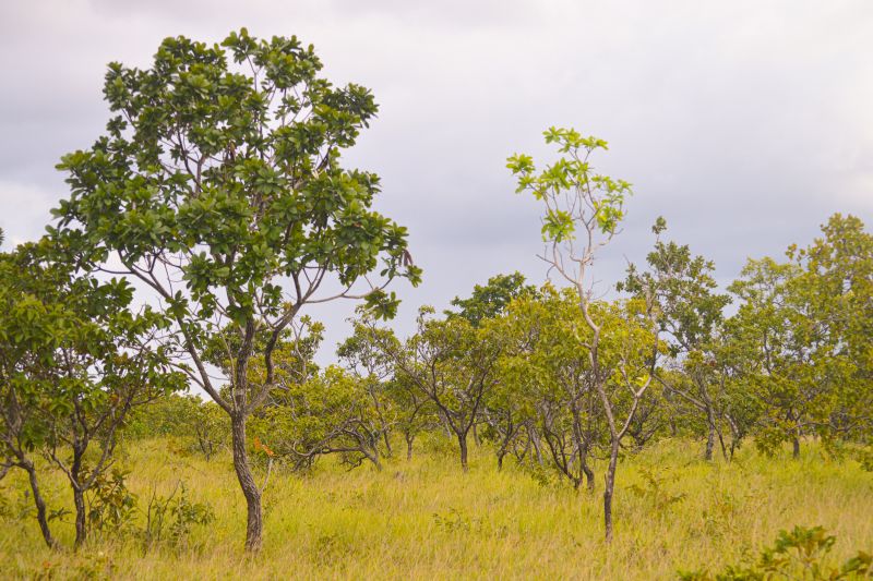  <div class='credito_fotos'>Foto: Agência Pará &nbsp;&nbsp;|&nbsp;&nbsp; <a href='/midias/2024/originais/20029_6086e69e-0268-0b52-5caa-bd9019786df0.jpg' download><i class='fa-solid fa-download'></i> Download</a></div>