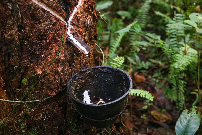  <div class='credito_fotos'>Foto: Agência Pará &nbsp;&nbsp;|&nbsp;&nbsp; <a href='/midias/2024/originais/20029_e564a32d-e3dc-880e-29da-e6d3d1b296e1.jpg' download><i class='fa-solid fa-download'></i> Download</a></div>