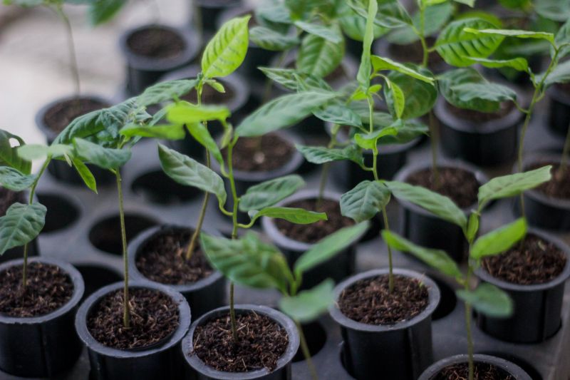  <div class='credito_fotos'>Foto: Pedro Guerreiro / Ag. Pará &nbsp;&nbsp;|&nbsp;&nbsp; <a href='/midias/2024/originais/20107_acfbdee0-7d7f-40fa-aabd-6c14317462c8.jpg' download><i class='fa-solid fa-download'></i> Download</a></div>