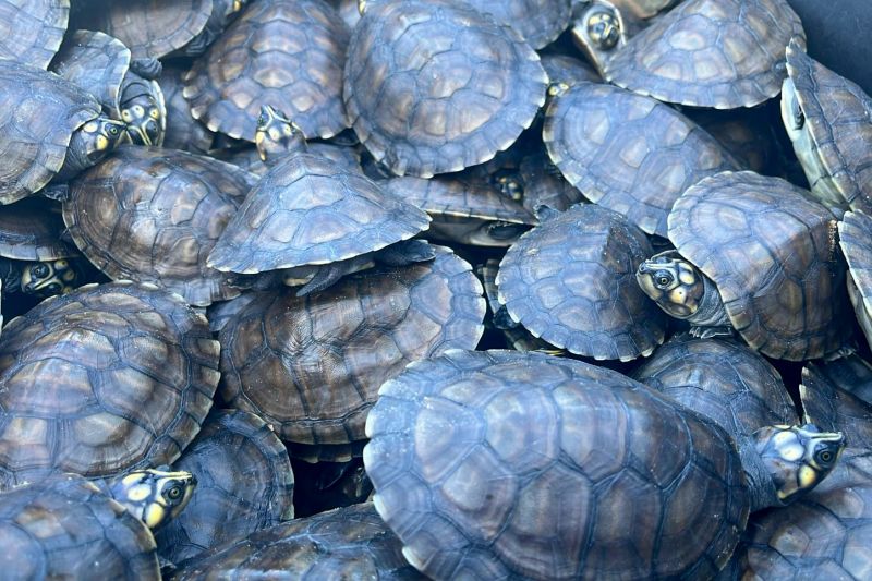  <div class='credito_fotos'>Foto: Beatriz Rabelo / Ascom Ideflor-Bio &nbsp;&nbsp;|&nbsp;&nbsp; <a href='/midias/2024/originais/20123_098f3883-26ea-3327-5480-9b85282eb159.jpg' download><i class='fa-solid fa-download'></i> Download</a></div>