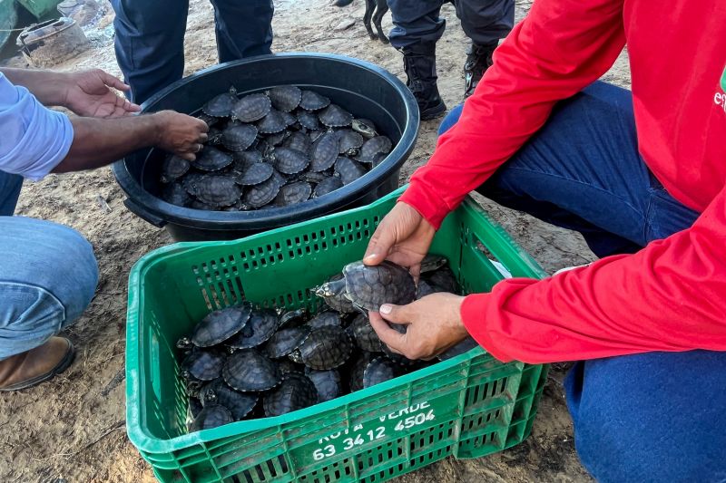  <div class='credito_fotos'>Foto: Beatriz Rabelo / Ascom Ideflor-Bio &nbsp;&nbsp;|&nbsp;&nbsp; <a href='/midias/2024/originais/20123_2a29db1c-ebc5-8326-831c-b051735c7e79.jpg' download><i class='fa-solid fa-download'></i> Download</a></div>