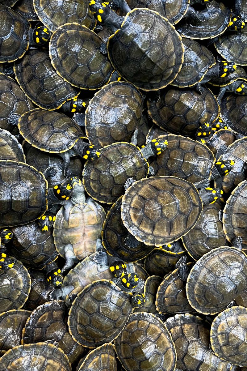  <div class='credito_fotos'>Foto: Beatriz Rabelo / Ascom Ideflor-Bio &nbsp;&nbsp;|&nbsp;&nbsp; <a href='/midias/2024/originais/20123_6cacabef-8e85-57aa-d566-95a322197768.jpg' download><i class='fa-solid fa-download'></i> Download</a></div>