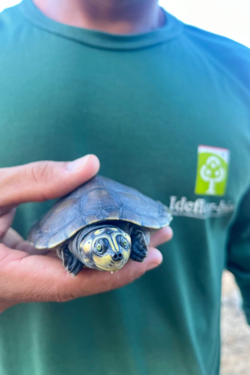  <div class='credito_fotos'>Foto: Beatriz Rabelo / Ascom Ideflor-Bio &nbsp;&nbsp;|&nbsp;&nbsp; <a href='/midias/2024/originais/20123_89de950d-e733-125d-0da7-187d666b3246.jpg' download><i class='fa-solid fa-download'></i> Download</a></div>