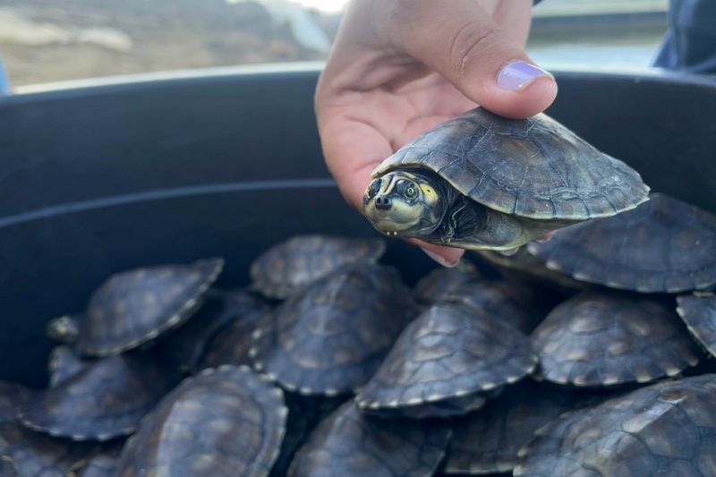  <div class='credito_fotos'>Foto: Beatriz Rabelo / Ascom Ideflor-Bio &nbsp;&nbsp;|&nbsp;&nbsp; <a href='/midias/2024/originais/20123_d642890b-d233-c07b-fe59-a0b3f780b5a7.jpg' download><i class='fa-solid fa-download'></i> Download</a></div>