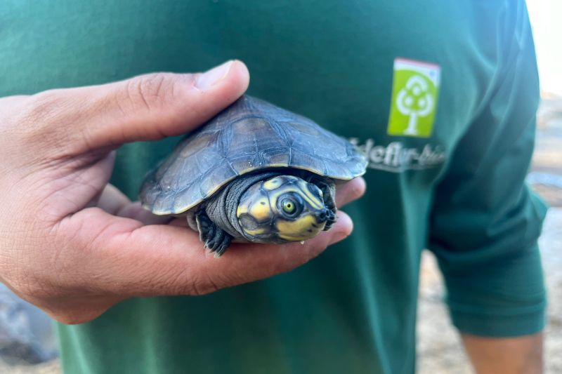  <div class='credito_fotos'>Foto: Beatriz Rabelo / Ascom Ideflor-Bio &nbsp;&nbsp;|&nbsp;&nbsp; <a href='/midias/2024/originais/20123_dd7eeaea-1d8a-4df5-3dbd-0167ab36d24f.jpg' download><i class='fa-solid fa-download'></i> Download</a></div>