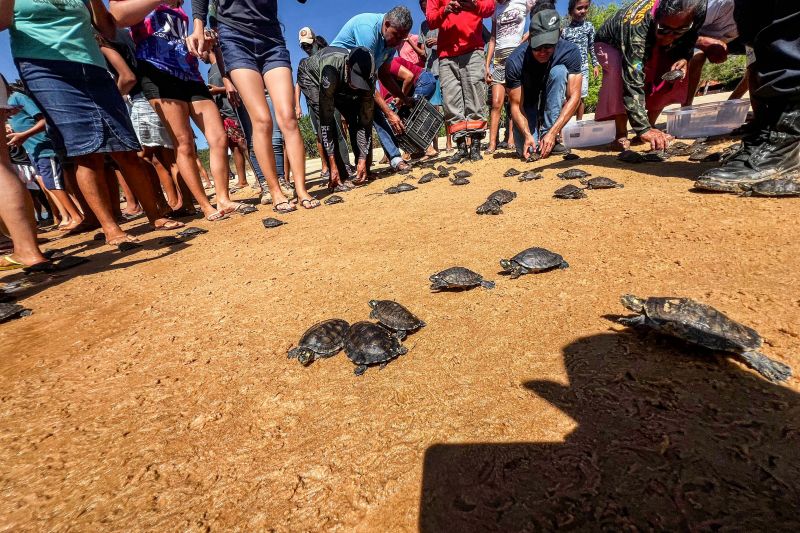 Soltura de 3 mil quelônios no rio Araguaia marcam programação pelo “Junho Verde” no sudeste paraense <div class='credito_fotos'>Foto: João Vitor Santos / Ascom Ideflor-Bio &nbsp;&nbsp;|&nbsp;&nbsp; <a href='/midias/2024/originais/20124_efdf02e2-c48c-9d98-6745-345e03179d64.jpg' download><i class='fa-solid fa-download'></i> Download</a></div>