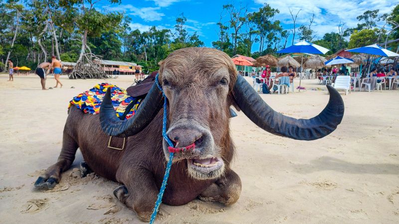  <div class='credito_fotos'>Foto: Bruno Cecim / Ag.Pará &nbsp;&nbsp;|&nbsp;&nbsp; <a href='/midias/2024/originais/20450_95600a8a-2a62-d525-e461-d43bcc1ddc08.jpg' download><i class='fa-solid fa-download'></i> Download</a></div>