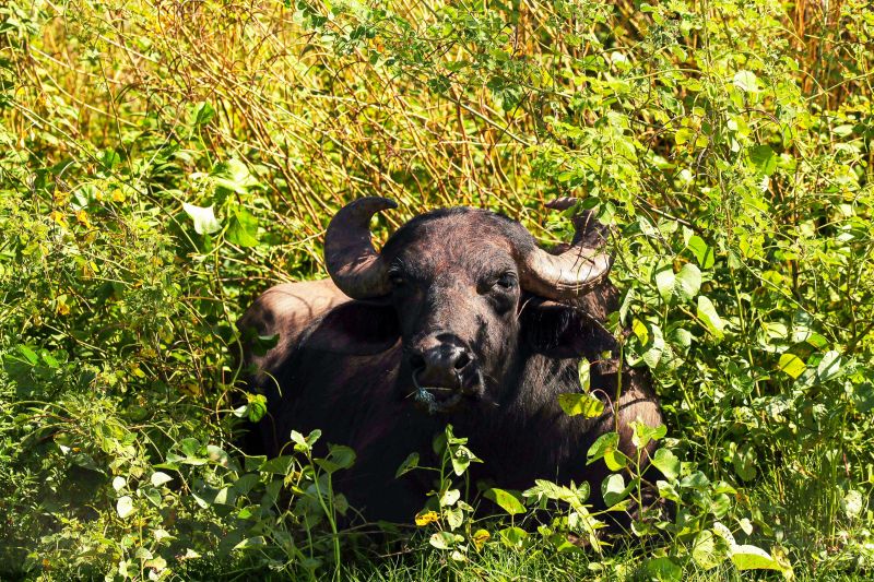  <div class='credito_fotos'>Foto: Bruno Cecim / Ag.Pará &nbsp;&nbsp;|&nbsp;&nbsp; <a href='/midias/2024/originais/20450_a0975736-2a10-6ca8-0fe6-4834bd328a32.jpg' download><i class='fa-solid fa-download'></i> Download</a></div>