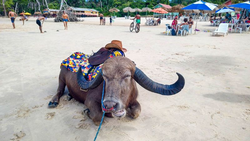  <div class='credito_fotos'>Foto: Bruno Cecim / Ag.Pará &nbsp;&nbsp;|&nbsp;&nbsp; <a href='/midias/2024/originais/20450_d309bcdf-09dd-315f-3866-18b3657b4ef5.jpg' download><i class='fa-solid fa-download'></i> Download</a></div>