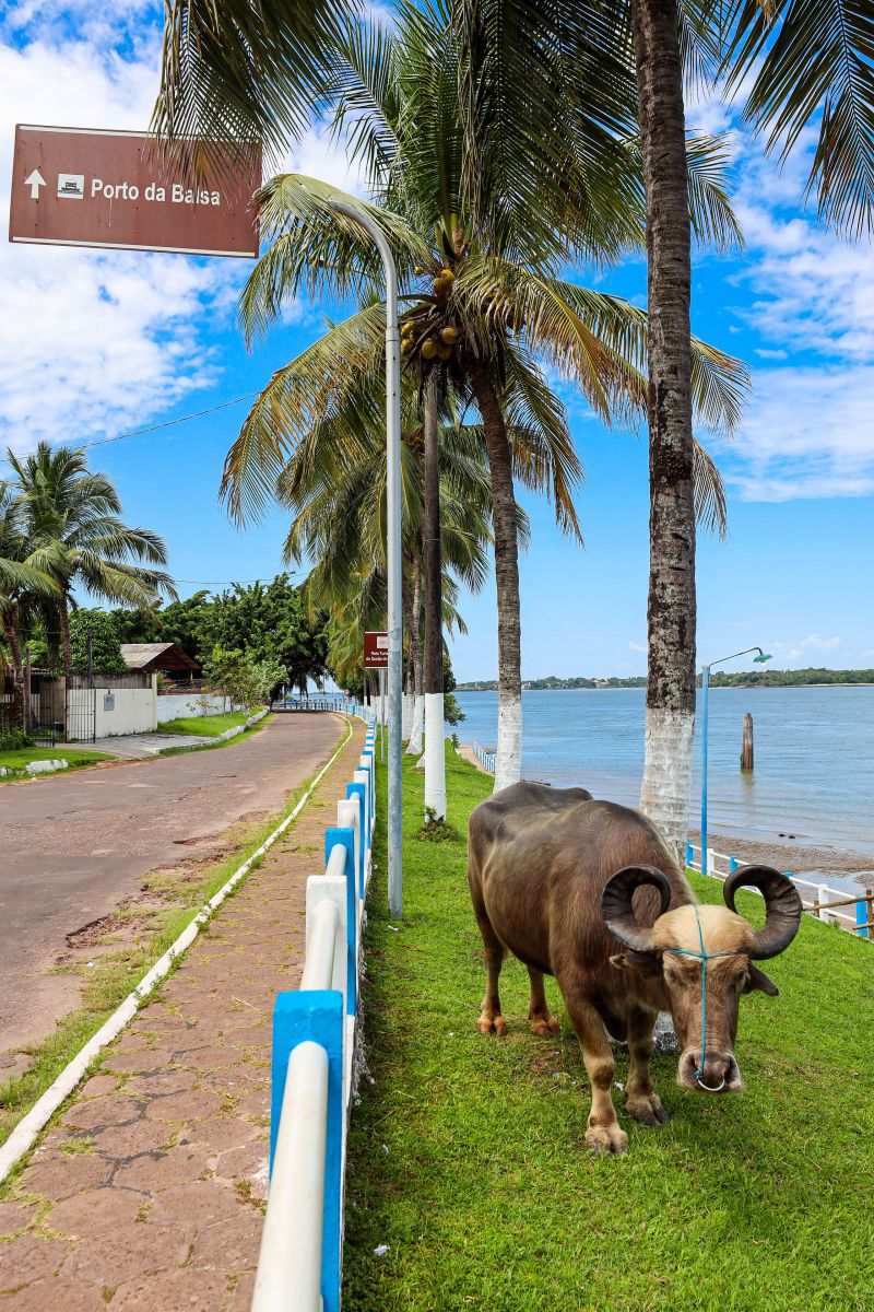  <div class='credito_fotos'>Foto: Bruno Cecim / Ag.Pará &nbsp;&nbsp;|&nbsp;&nbsp; <a href='/midias/2024/originais/20450_e7eebb54-81cf-3578-2b49-16fc50e4eb6e.jpg' download><i class='fa-solid fa-download'></i> Download</a></div>