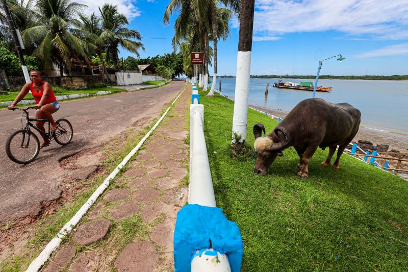  <div class='credito_fotos'>Foto: Bruno Cecim / Ag.Pará &nbsp;&nbsp;|&nbsp;&nbsp; <a href='/midias/2024/originais/20450_f1487448-a04c-9b15-abbd-11f7252d9eba.jpg' download><i class='fa-solid fa-download'></i> Download</a></div>