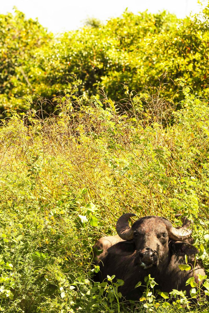  <div class='credito_fotos'>Foto: Bruno Cecim / Ag.Pará &nbsp;&nbsp;|&nbsp;&nbsp; <a href='/midias/2024/originais/20450_f7c4ad6d-720e-8861-4f70-581ad46b2ac7.jpg' download><i class='fa-solid fa-download'></i> Download</a></div>